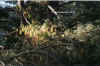 chatea1.JPG (51843 octets)